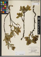 Foto von Salix hastata L.